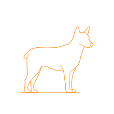 Animals Dogs Australian Stumpy Tail Cattle Dog Stencil Svg Vector, Free Vectors File